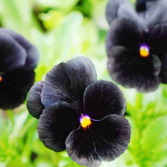 Black Lotus