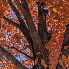 The Pain of Discipline