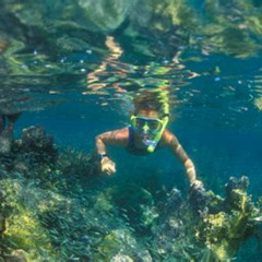 Best Snorkeling In Key Largo Fl Prices Reviews