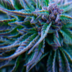 THE RISK - FLY SO HIGH