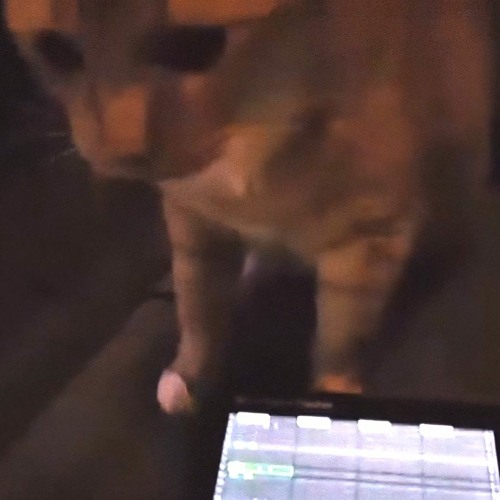 Mourning Cat (R.I.P. Baxter🖤)