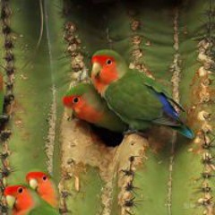 Parrots