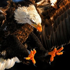 Eagle (Prod By AVS)