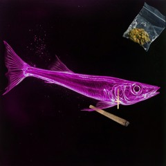 Baracuda