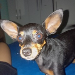 MONTAGEM DIREÇÃO SIMÉTRICA MEOWSYNTH (Slowed)(MP3_160K).mp3