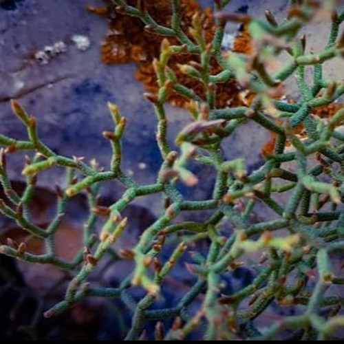 M๏๏NSHiNΣ (154) [unreleased]