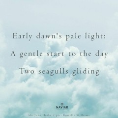 Seagulls Gliding - (naviarhaiku517)