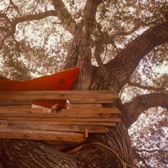 Morning in the Aves