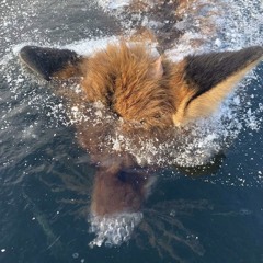 Visions (Feat. NIZARI)