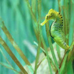 The Sea Horse Strikes Again