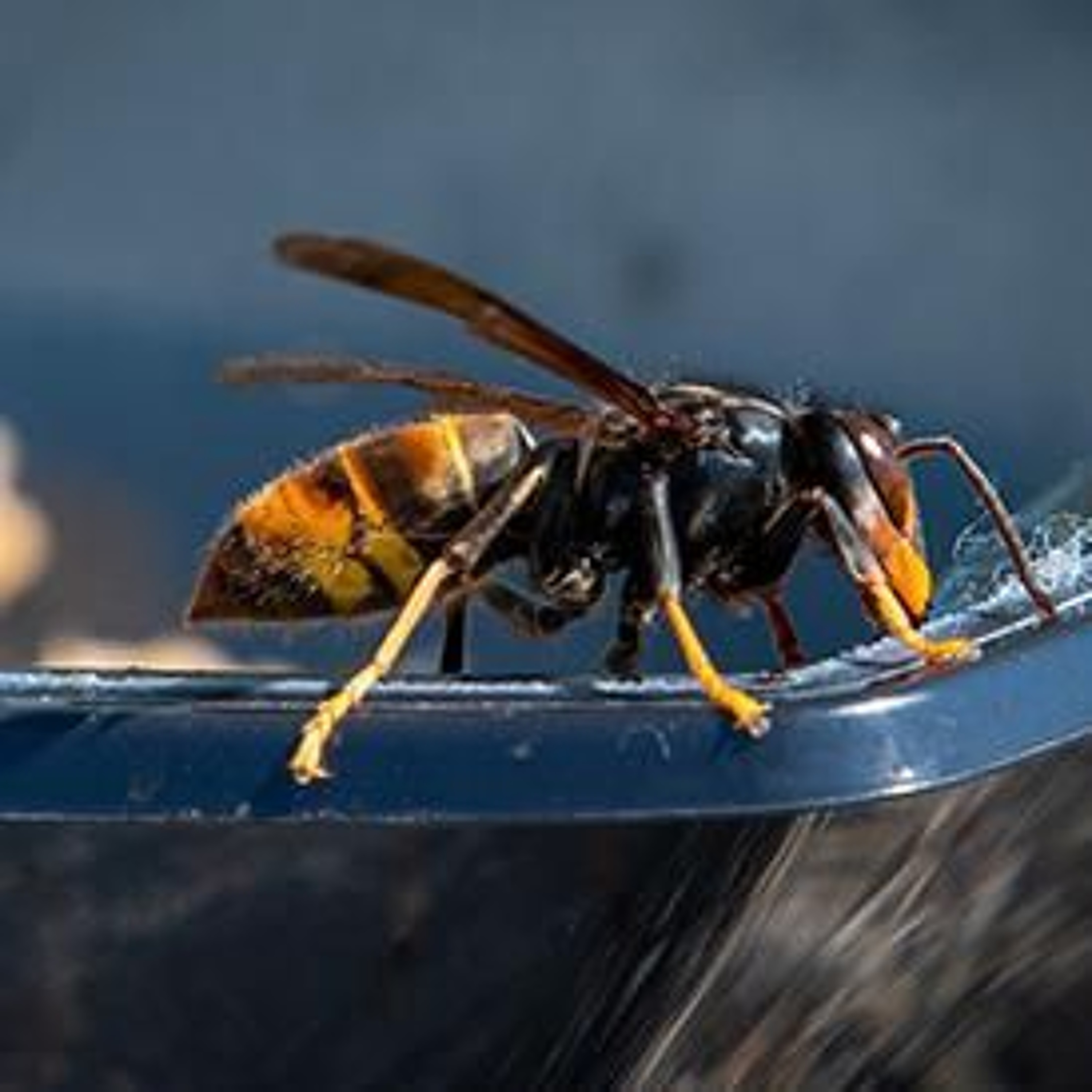Keeping the yellow-legged hornet out of the kiwifruit industry