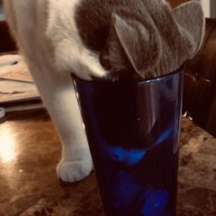 Frazzled [FREE Beat]