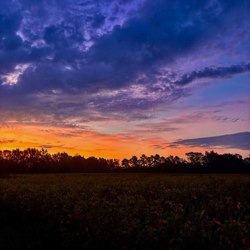 Sunrise Field - A Christian McIntosh