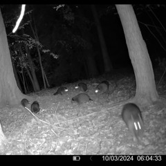 Modest Ween Queens Of Primus Timbre