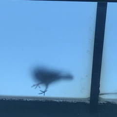 Polkadots and moonbeam cover