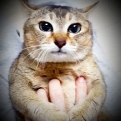 The thing with the chords