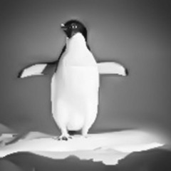 Der Pinguin am Nordpol oder wo sind die Anderen geblieben?