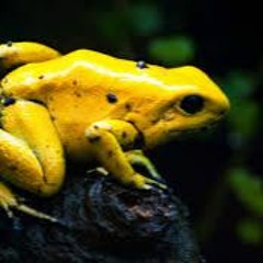 Poison Dart Frog