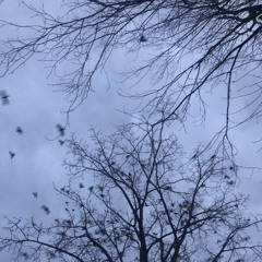 Wishbone to Crow