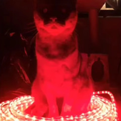 Demonic little grey cat (Phase 2!?!!?)