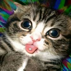 acidkittenzzz till we die