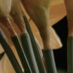 Spathe
