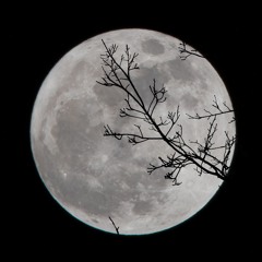 White Moon Last