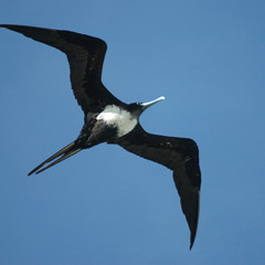 02-Frigate Bird-2