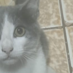 Cats vs. the World