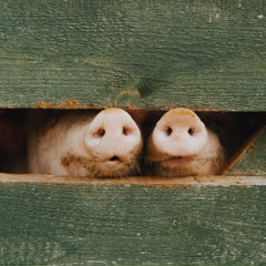 Running After Bacon (Country Dance)