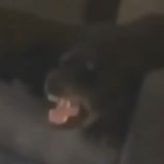 Benny L - Naughty Bastards (Prolific Dog Gaggin TikTok BOotleg)