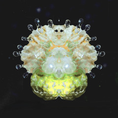 PREMIERE: KWARP - The 6