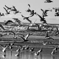 Jiminy Hop Busy Mind - Waiting for the Rain