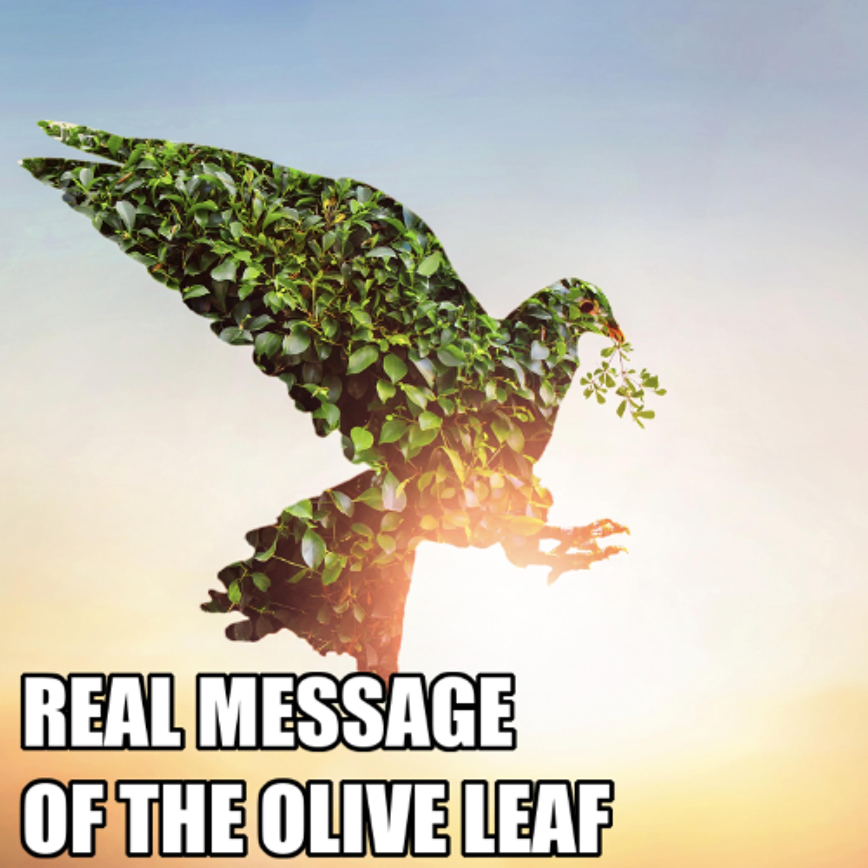 REAL MESSAGE OF THE OLIVE LEAF REAL MESSAGE OF THE OLIVE LEAF