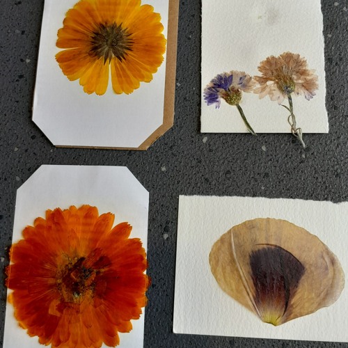 music for plants [disquiet0669]