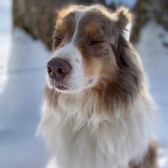 Le lion