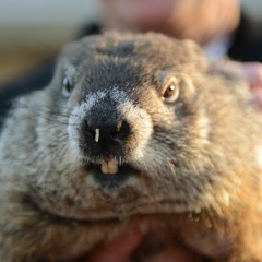 In Memory of Phil the Groundhog