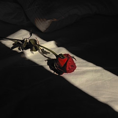 Kali Uchis – I Wish you Roses (REMIX)