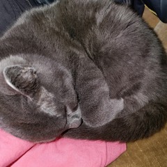 Hassan rap #0014 18-10-2021