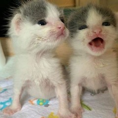 cutie patootie noise