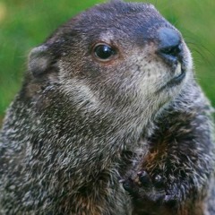 No Confidence Man (protohistoric demo - version 2)