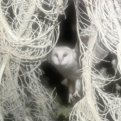 Def tones -firstclassblast prod Makemurdalegal