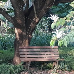 17.11.2021  - Cap. VII - Bem Avent os Pobres de Espírito - Missão do Homem Inteligente na Terra (4)