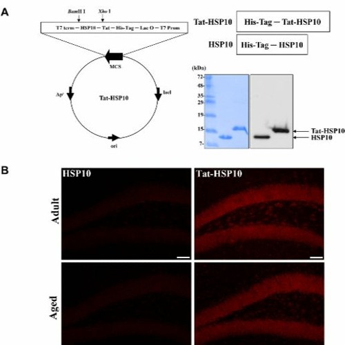 Tat-Heat Shock Protein 10 Ameliorates Age-Related Phenotypes in the Hippocampus