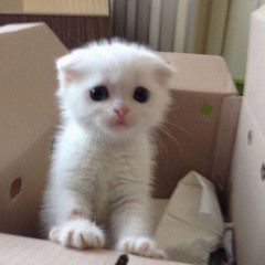 SWG SEASON (prod. airi)