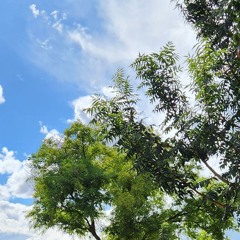 Thinkin ⧸⧸ Lil Tony (Archive)