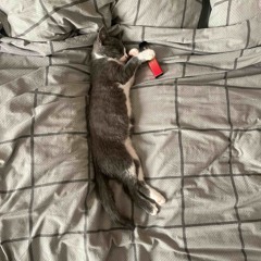 я стану популярным в интернете