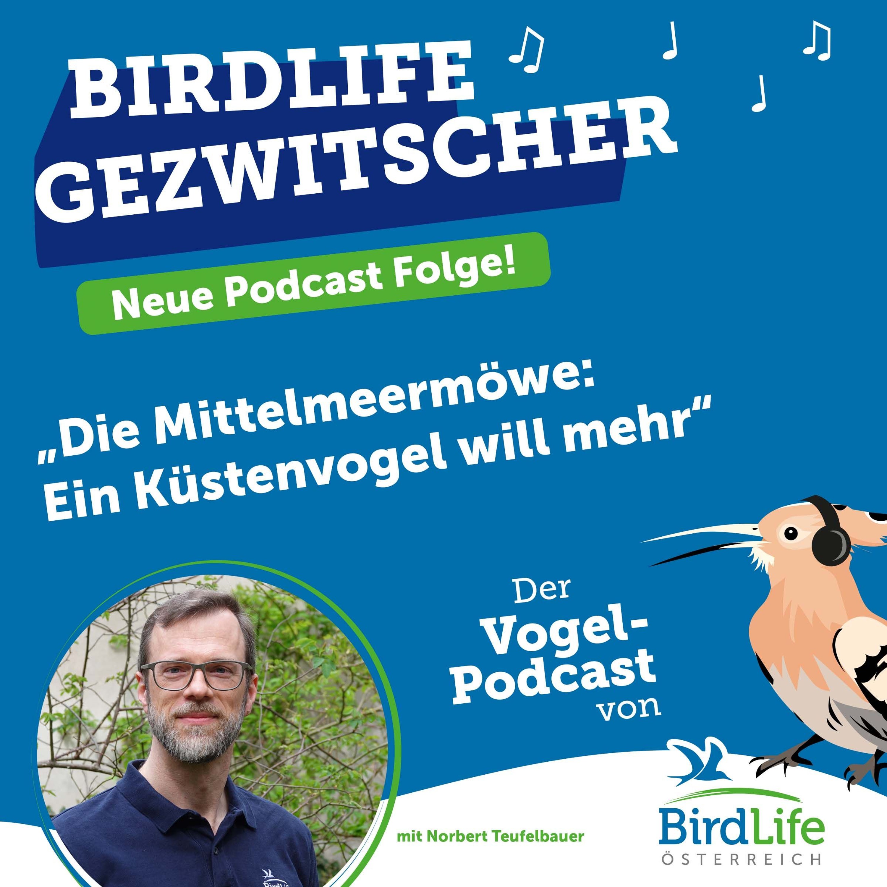 80. Die Mittelmeermöwe: Ein Küstenvogel will mehr