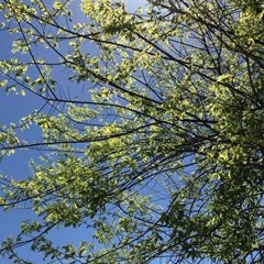 Brother Artislee- Jesus is on the mainline