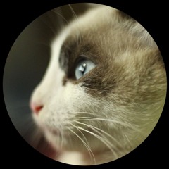 Seelenkodex - Cats